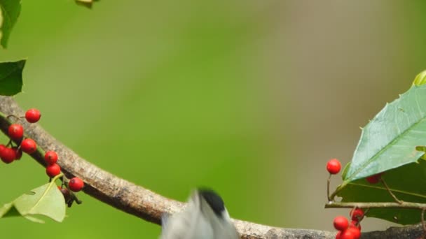 Carolina Chickadee — Vídeo de stock