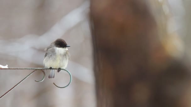 Eastern Phoebe — Stock Video