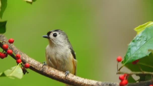 Tufted Titmouse — Stock Video
