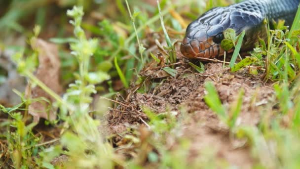 Oost-indigo snake — Stockvideo