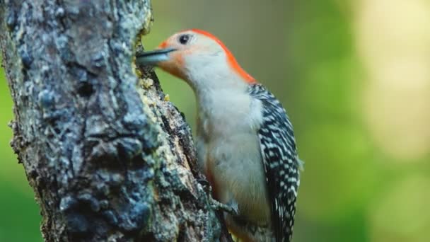 Red-bellied Woodpecker Male — Stock Video