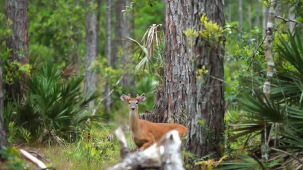 Whitetail ελάφια Φλόριντα βάλτο — Αρχείο Βίντεο