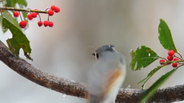 Titmouse copetudo — Vídeo de stock