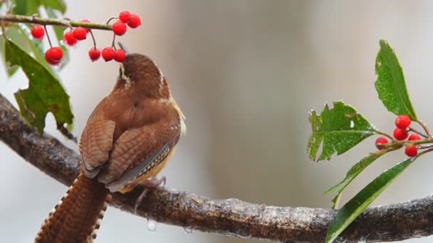 Carolina Wren. — Vídeo de Stock