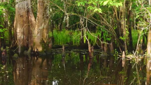 Florida River Swamp — Stock Video