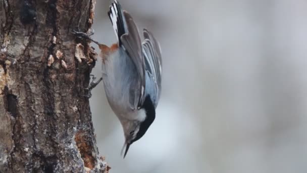Nuthatch dal petto bianco — Video Stock