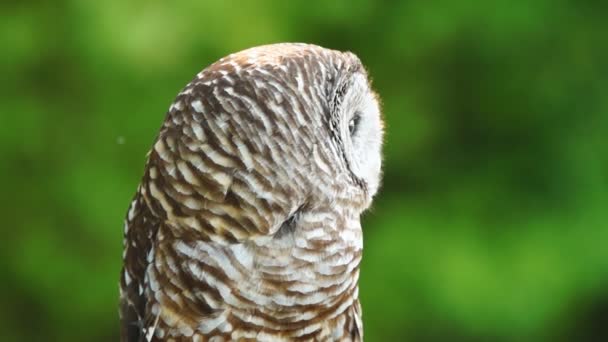 Barred Owl — Stock Video