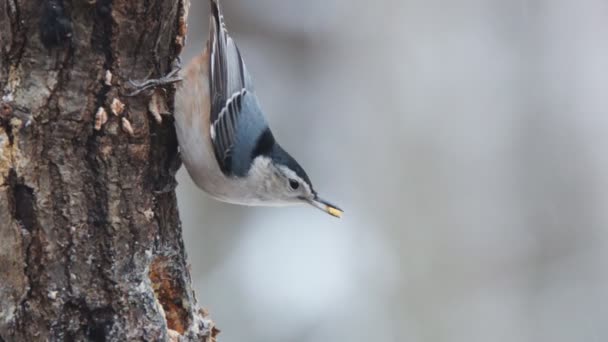 Nuthatch dal petto bianco — Video Stock