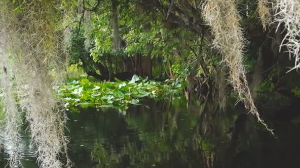 Florida floden träsk — Stockvideo