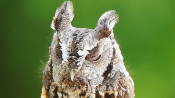východní screech owl