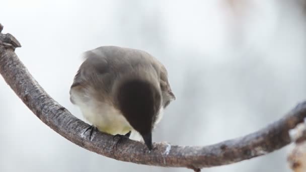 Eastern Phoebe — Stock Video