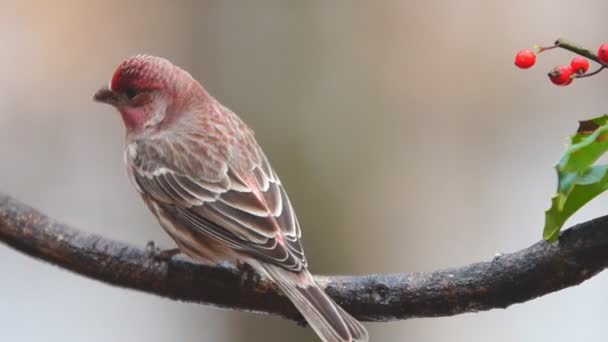 Σπίτι finch αρσενικό — Αρχείο Βίντεο