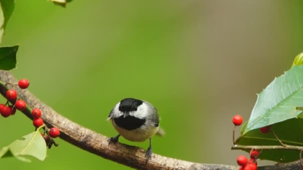 Chickadee Carolina — Vídeo de Stock