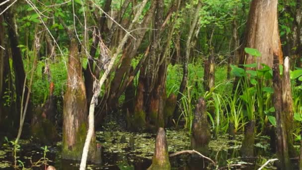 Pântano Rio Florida — Vídeo de Stock