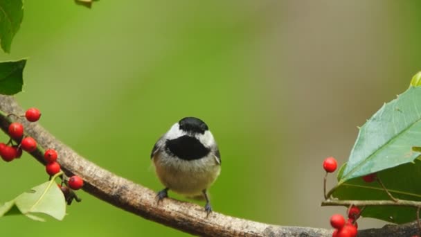 Carolina Chickadee — Vídeo de stock