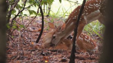 Whitetail Geyik fawns