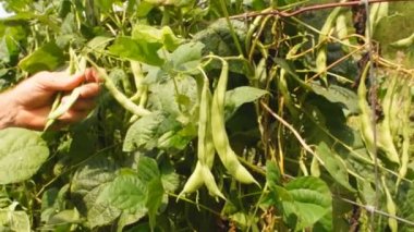 Çiftçi malzeme çekme pole fasulye