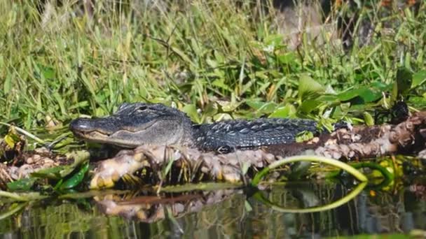 Amerikansk alligator i Sydgeorgien träsk — Stockvideo