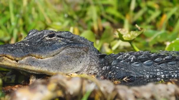 Amerikanischer Alligator im Sümpf von Südgeorgien — Stockvideo