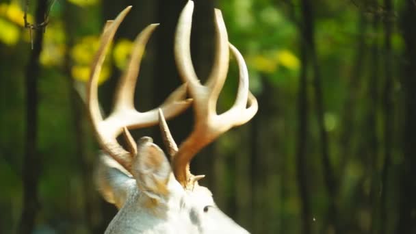 Whitetail Deer mature buck — Stock Video