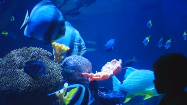 Kids enjoying wildlife and fish at an aquarium. — Stock Video