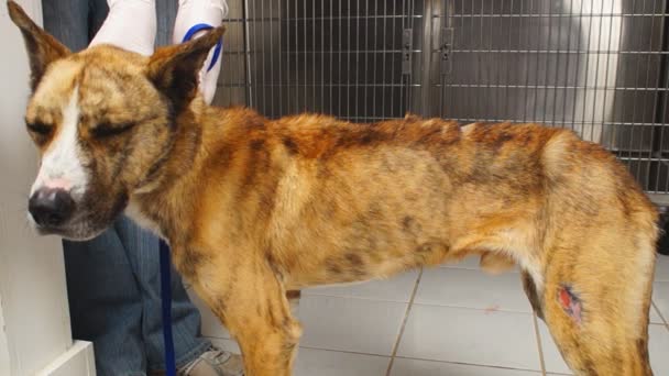 Terk edilme sonra veteriner Bakımı köpek — Stok video