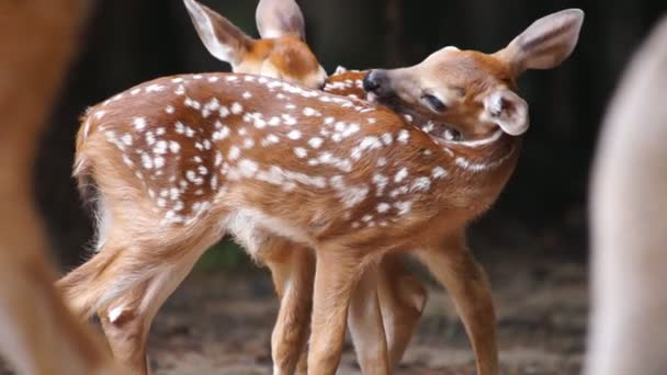 Whitetail cervi cerbiatti — Video Stock