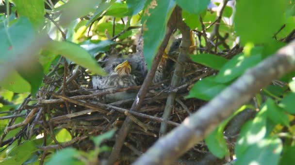 Pájaros bebé en el nido — Vídeos de Stock