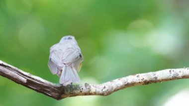 Siyah şapkalı bülbül