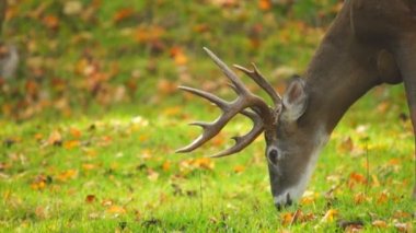 Whitetail Geyik Kova Ekim ayında olgun.