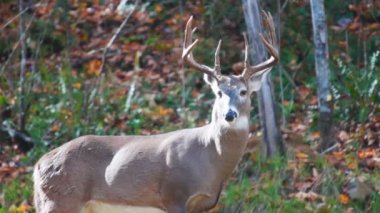 Whitetail Geyik Kova Ekim ayında olgun.