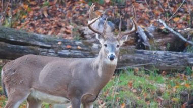 Whitetail Geyik Kova Ekim ayında olgun.