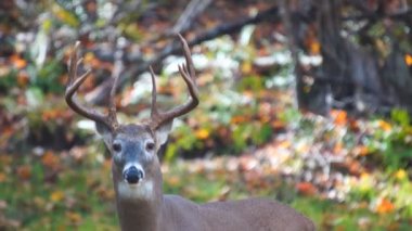 Whitetail Geyik Kova Ekim ayında olgun.