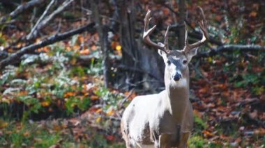 Ekim ayında düşen sonbahar yaprakları gibi Whitetail buck