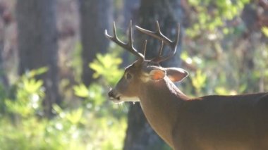 남부 조지아에서 whitetail 사슴.