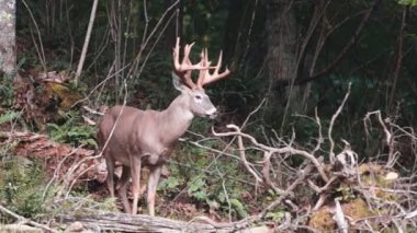 buck Whitetail Geyik Olgun