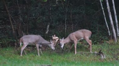 Whitetail Geyik dolar Olgun