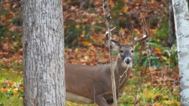 Whitetail Geyik buck davranış Ekim ayında olgun.