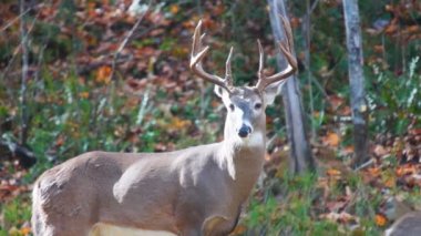 Whitetail Geyik Kova Ekim ayında olgun.
