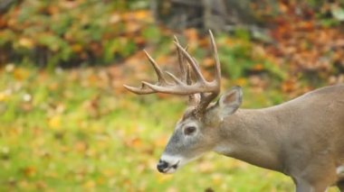 Whitetail Geyik Kova Ekim ayında olgun.