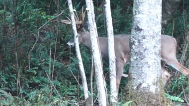 Whitetail Geyik dolar Olgun