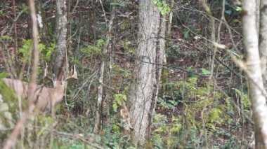Whitetail Geyik dolar Olgun