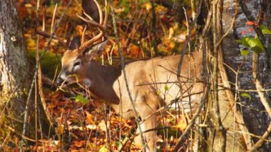 Whitetail Geyik Kova Ekim ayında olgun.
