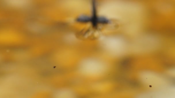 Pêche à la mouche de la truite 