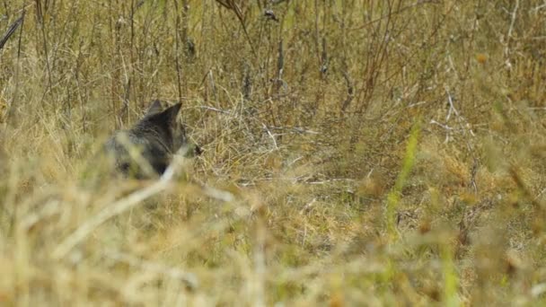 Редкий чёрный койот — стоковое видео