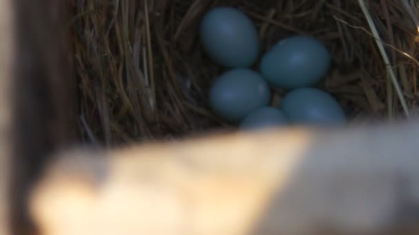 Vogel eieren in een nest — Stockvideo