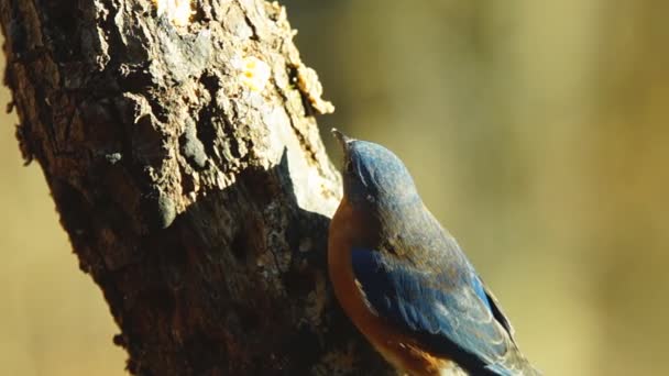 Bluebird oriental — Vídeos de Stock