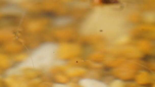 Pêche à la mouche de la truite 