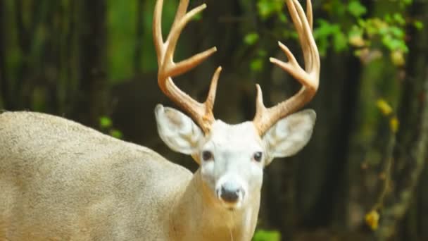 Buck Whitetail Geyik Olgun — Stok video