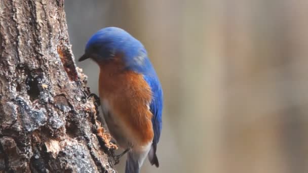 Eastern Bluebird — Stock Video